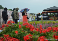 Unfortunately, on the second and third day of the FlowerTrials it was raining. However, it did not stop the visitors from checking out the varieties outside.